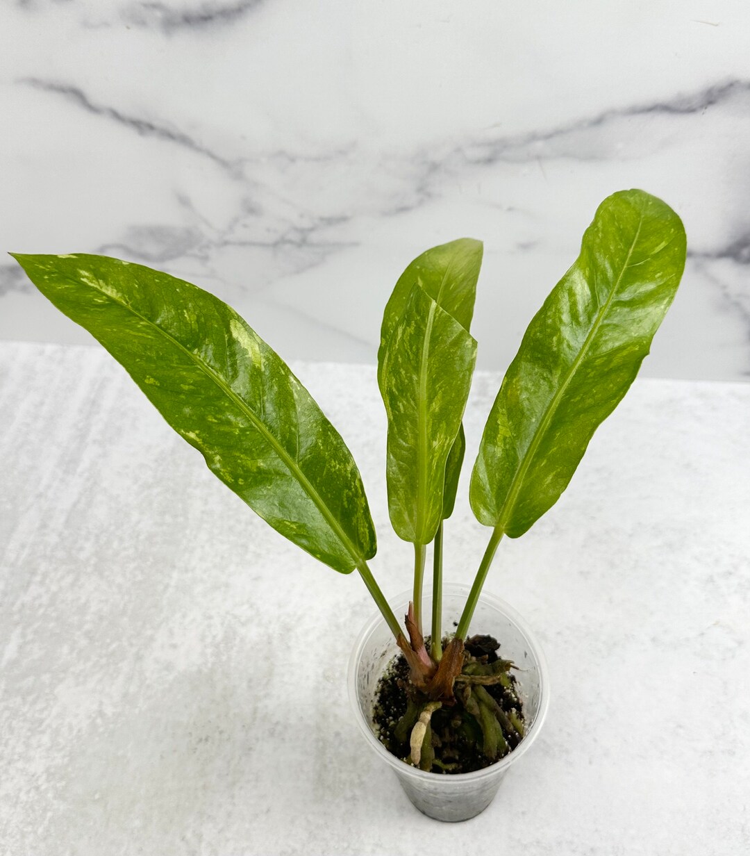 Anthurium Birds Nest Variegated US Seller Free Shipping Etsy