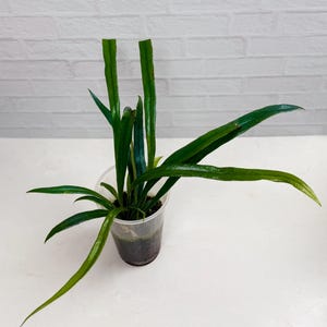 Blue Oil Fern Microsorum Thailandicum | Rare Plant | Live Plant