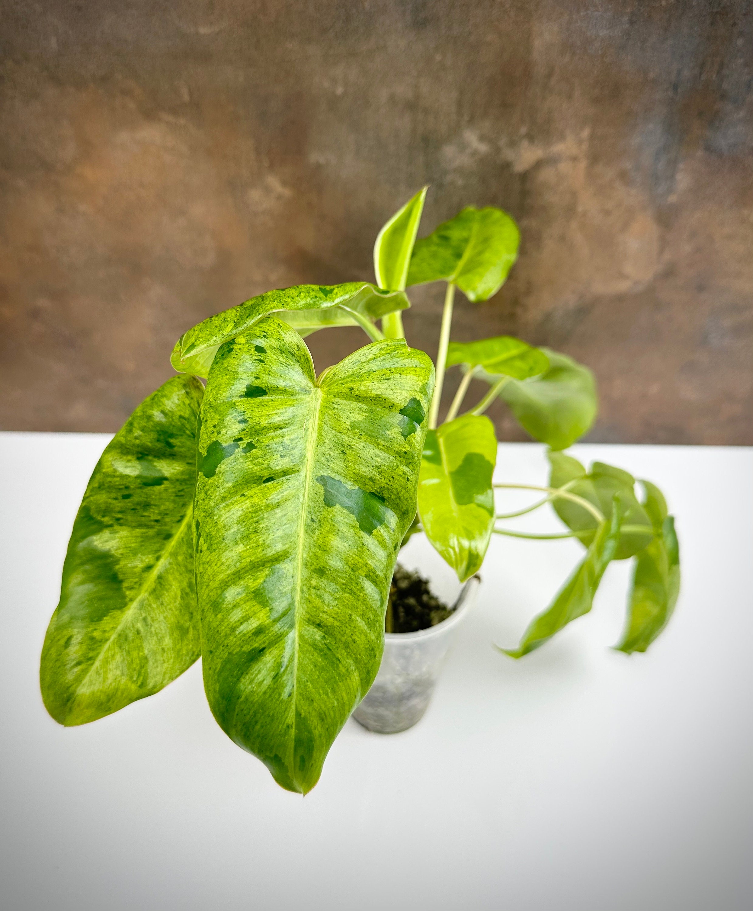 Philodendron Burle Marx Mint X Paraiso Verde - NEW Rare Species - Free  Shipping - Etsy