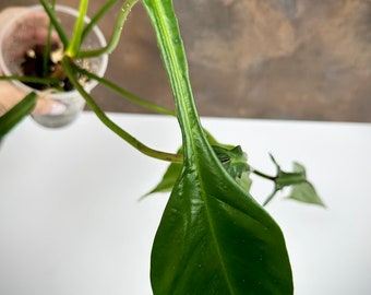 Philodendron Joepii - US seller - Free Shipping