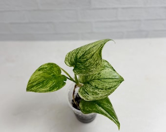 Scindapsus Sentarum - Etsy