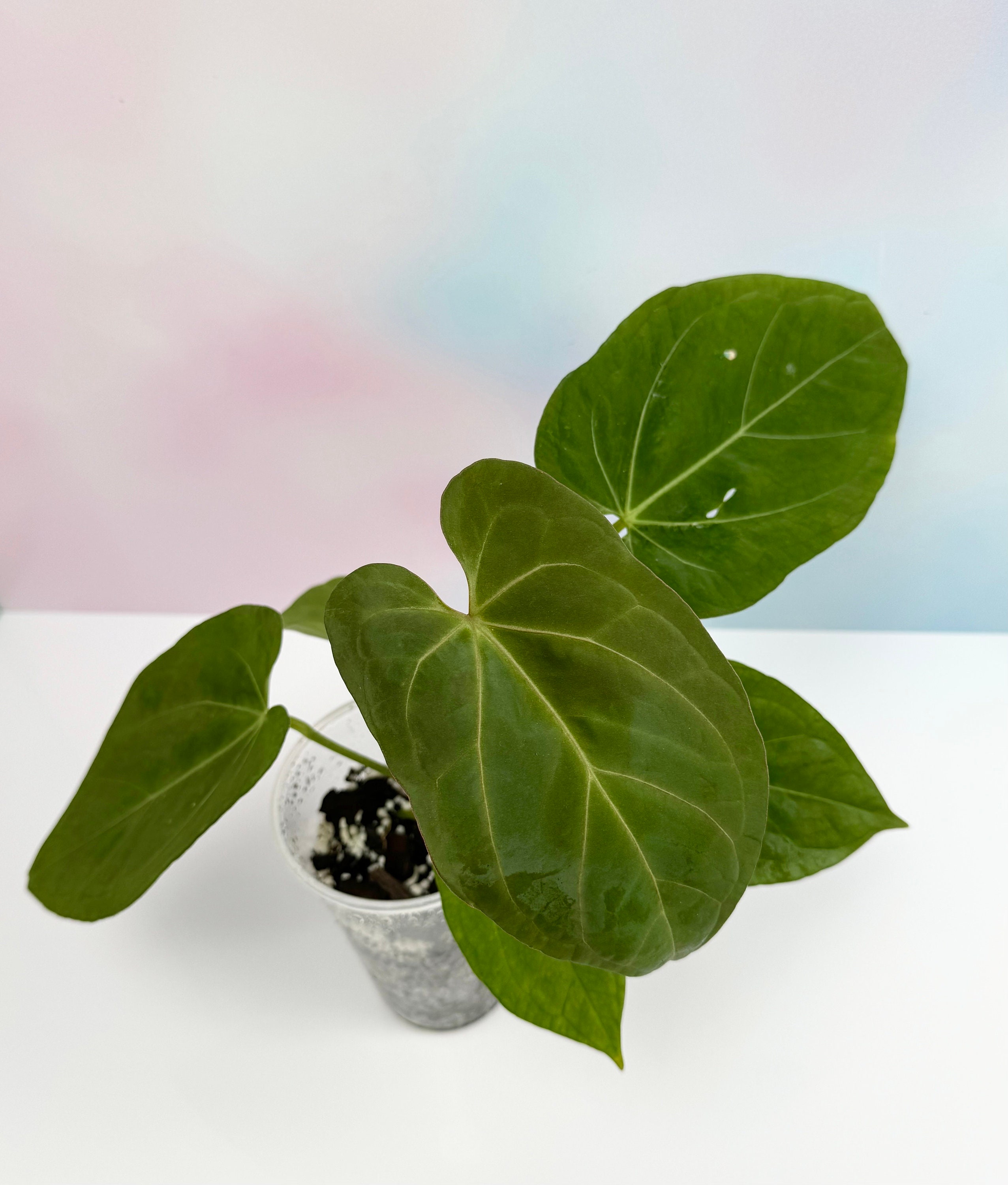 Anthurium King of Spades X Portillae | Rare Plant | Live Plant - Etsy