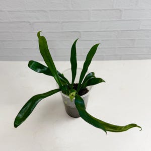 Blue Oil Fern Microsorum Thailandicum | Rare Plant | Live Plant