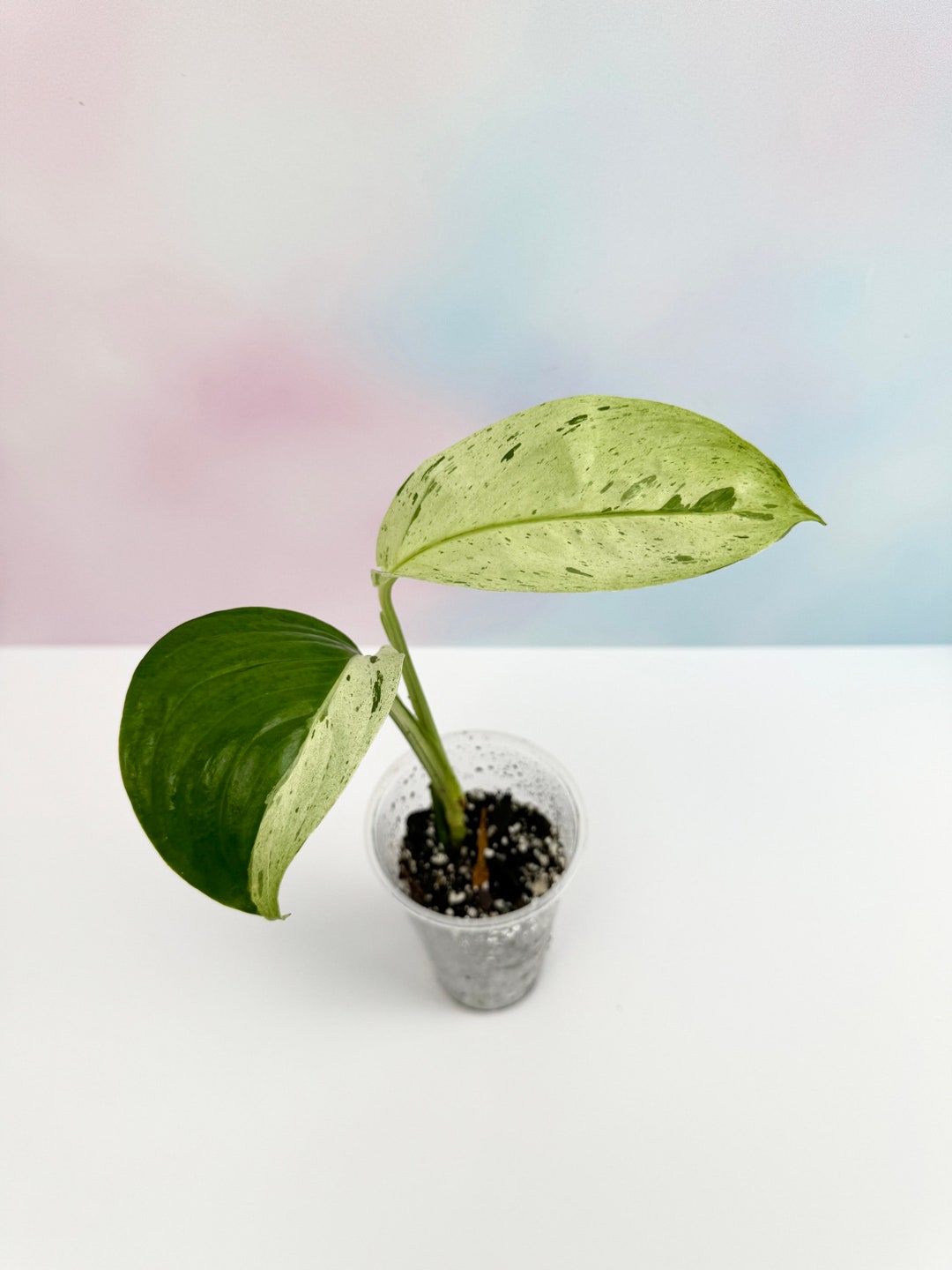 Scindapsus Perakensis Marble Rooted - Etsy