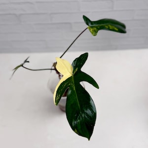 Philodendron Florida Beauty - Top Cut | Rare Plant | Live Plant