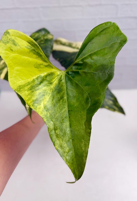 Anthurium Pterodactyl Variegated | Rare Plants | Live Plants