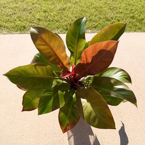 Philodendron Red Moon - Etsy