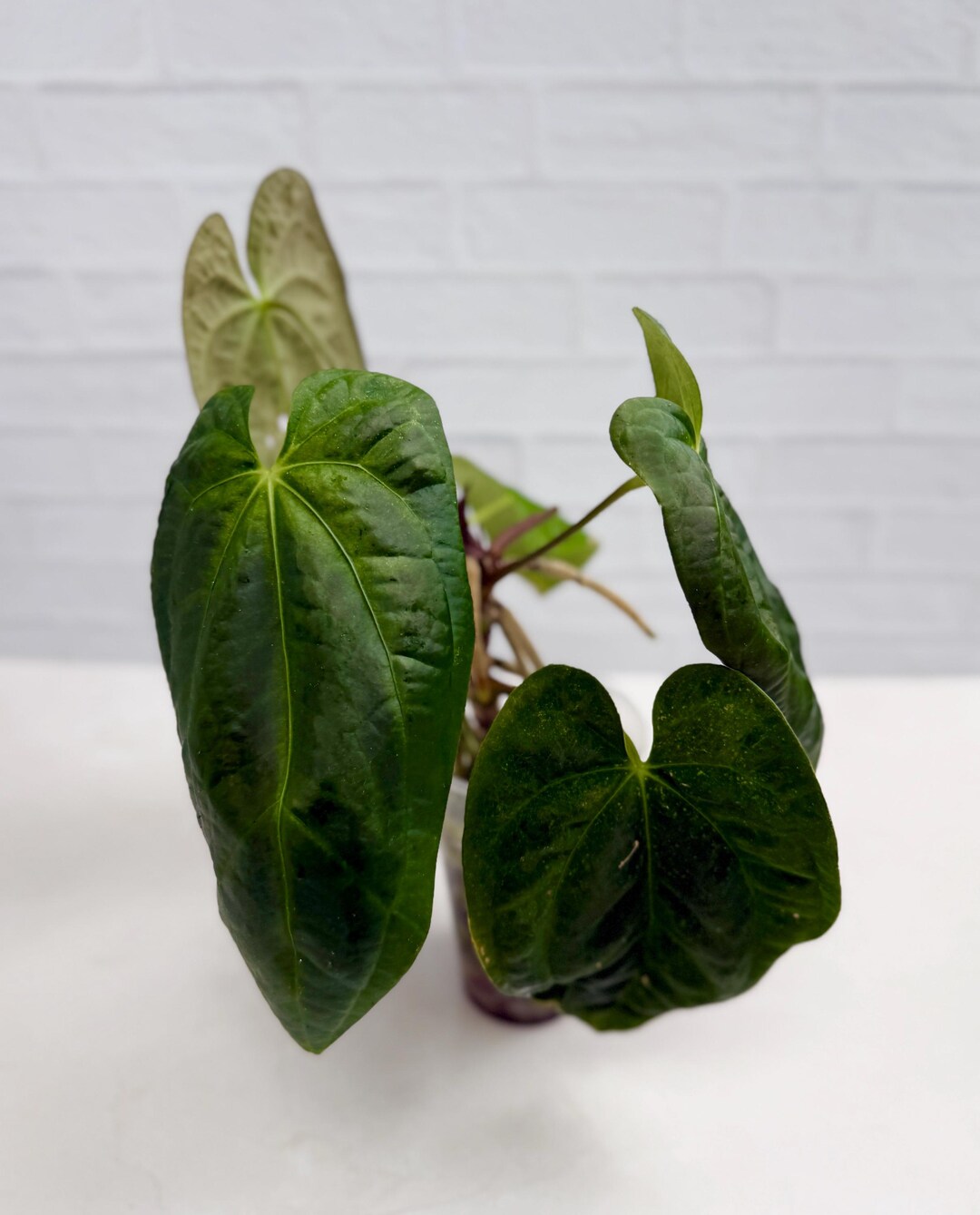 Anthurium papillilaminum 'Fort Sherman' x 'Ace of Spades'