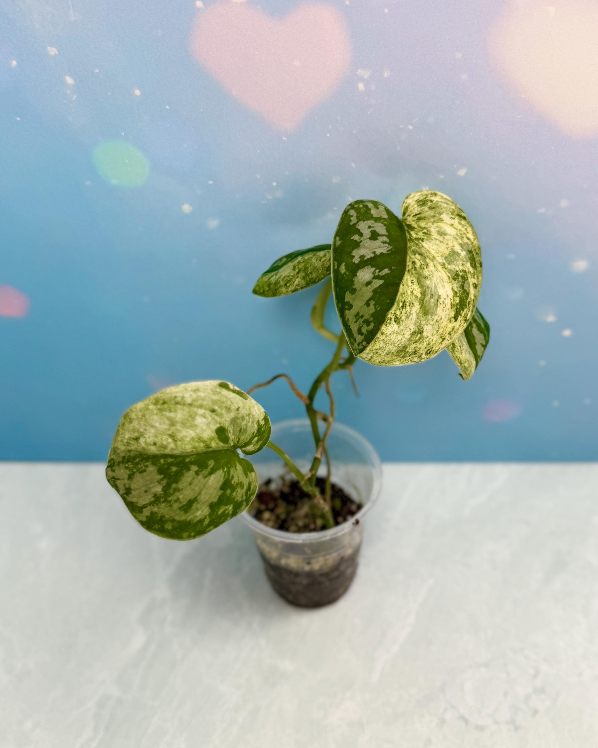 Scindapsus Mejile Exotica Variegated | Extremely Rare Plant | Live
