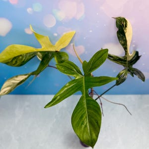 Philodendron Florida Beauty - Top Cut | Rare Plant | Live Plant