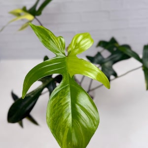 Philodendron Florida Beauty - Top Cut | Rare Plant | Live Plant