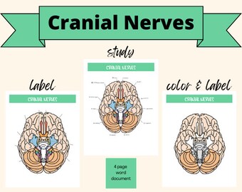 Gráfico e imagen de la guía de estudio de los nervios craneales: etiqueta, color, función, prueba, sensorial, motora, mnemotécnica para estudio, anatomía para fisioterapia