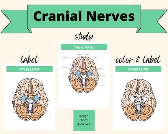 Cranial Nerves Study Guide Chart and Picture- Label, Color, Function ...