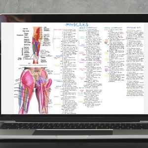 Lower Extremity Muscles - Hand written anterior and posterior thigh muscles with origin, insertion, nerve, and action