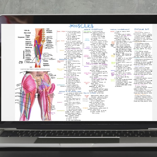 Muscle Origin And Insertion Etsy