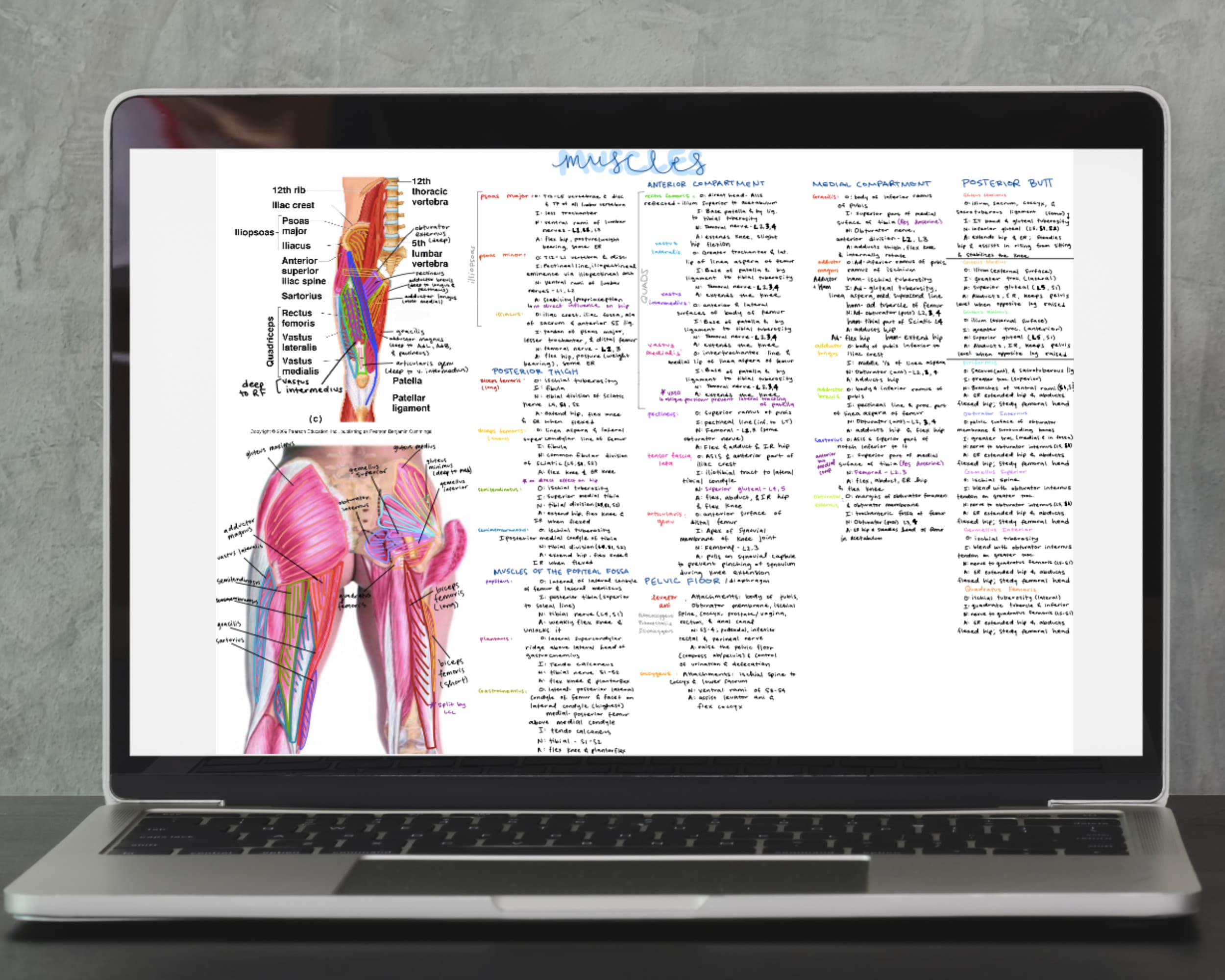 Lower Extremity Muscles - Hand Written Anterior and Posterior Thigh ...
