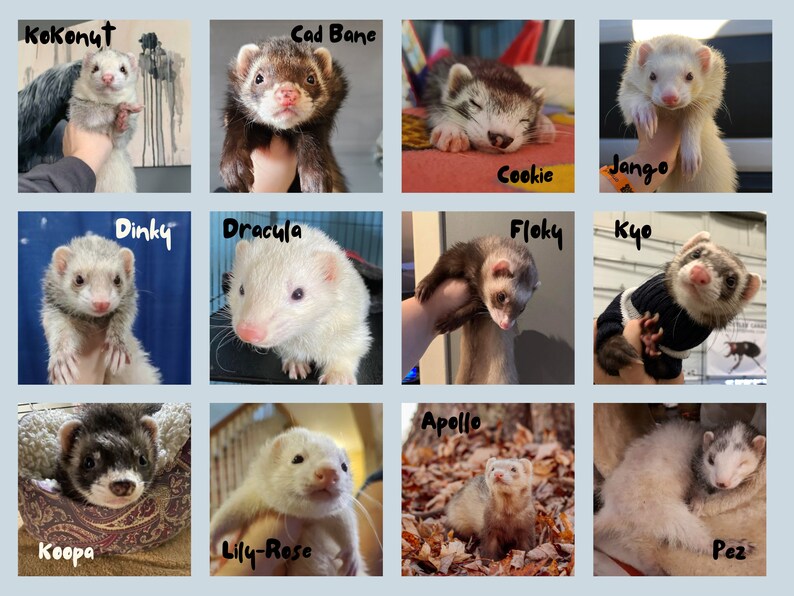 Sponsor a Ferret // Ferret Fairy Program for the Ferret Rescue Society of Ottawa image 5