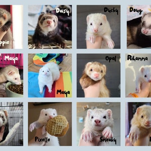 Sponsor a Ferret // Ferret Fairy Program for the Ferret Rescue Society of Ottawa image 4