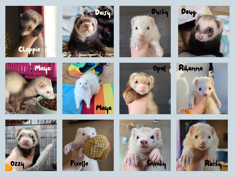 Sponsor a Ferret // Ferret Fairy Program for the Ferret Rescue Society of Ottawa image 4