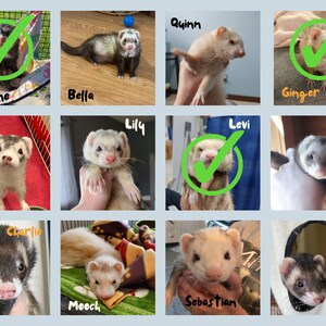 Sponsor a Ferret // Ferret Fairy Program for the Ferret Rescue Society of Ottawa image 6