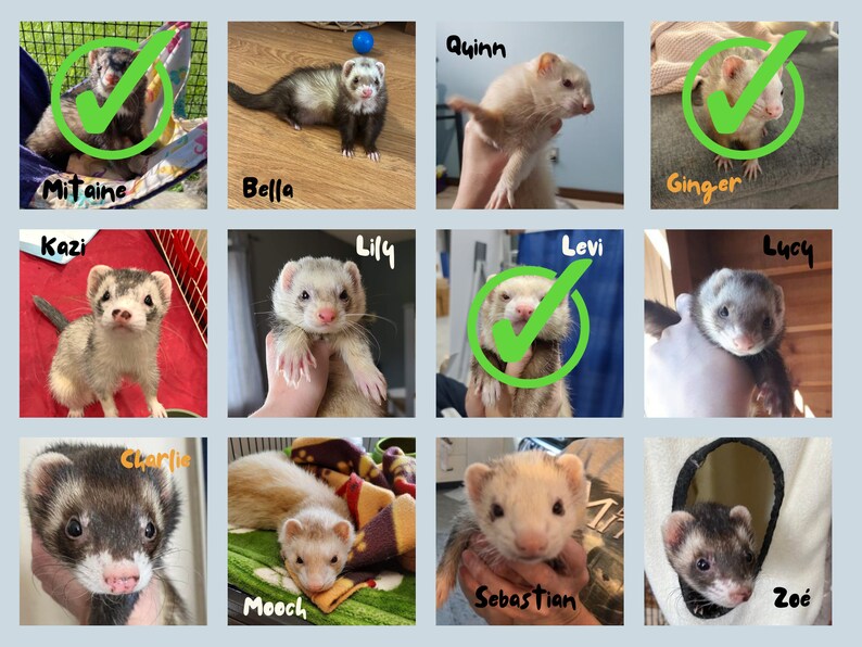 Sponsor a Ferret // Ferret Fairy Program for the Ferret Rescue Society of Ottawa image 6