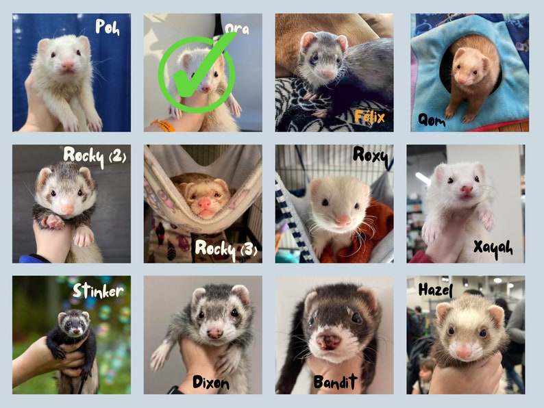 Sponsor a Ferret // Ferret Fairy Program for the Ferret Rescue Society of Ottawa image 7