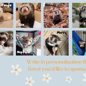 Sponsor a Ferret // Ferret Fairy Program for the Ferret Rescue Society of Ottawa image 8