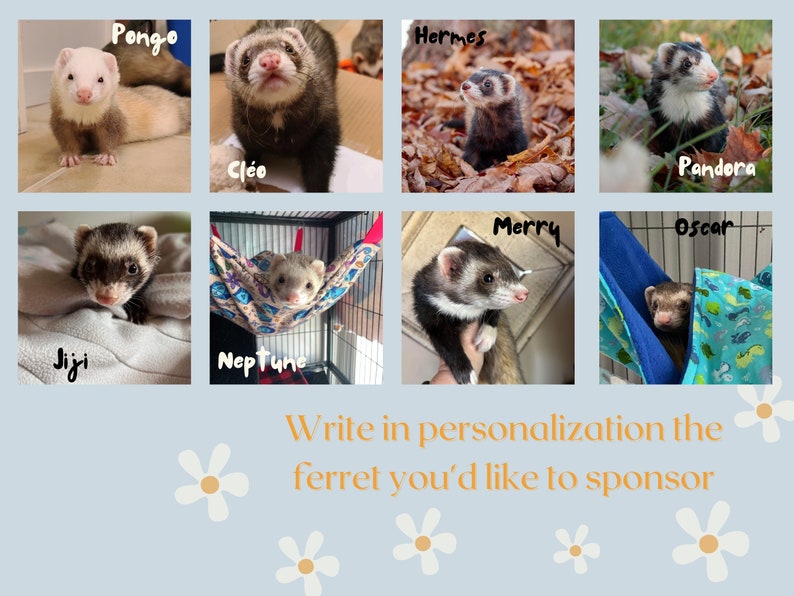 Sponsor a Ferret // Ferret Fairy Program for the Ferret Rescue Society of Ottawa image 8