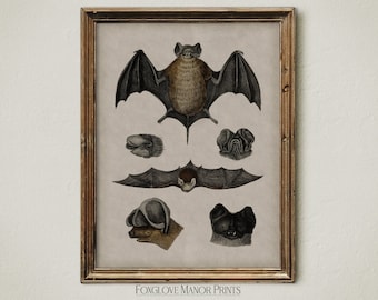 Vintage Bat Wall Art | Digital Printable Download | Dark Academia Artwork | Moody Print | Spooky Halloween Home Decor | Witchy Art | I-214A
