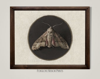 May include: A framed print of a moth with brown and white wings and red accents, set against a black background. The print is titled "Foxglove Manor Prints".