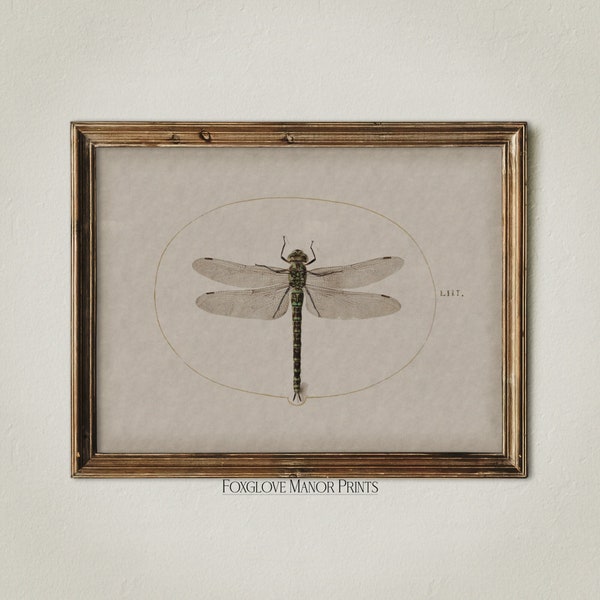 Vintage Dragonfly Wall Art | Digital Printable Download | Dark Academia Artwork | Moody Wall Decor | Museum Insect Scientific Print | I-213A