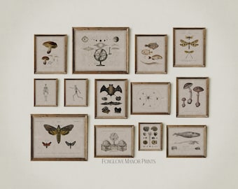 Set of 13 Moody Dark Academia Gallery Prints, Printable Gothic Wall Art, Mushroom, Shell, Bat, Skeleton Sketches, Digital Download, G13-1a