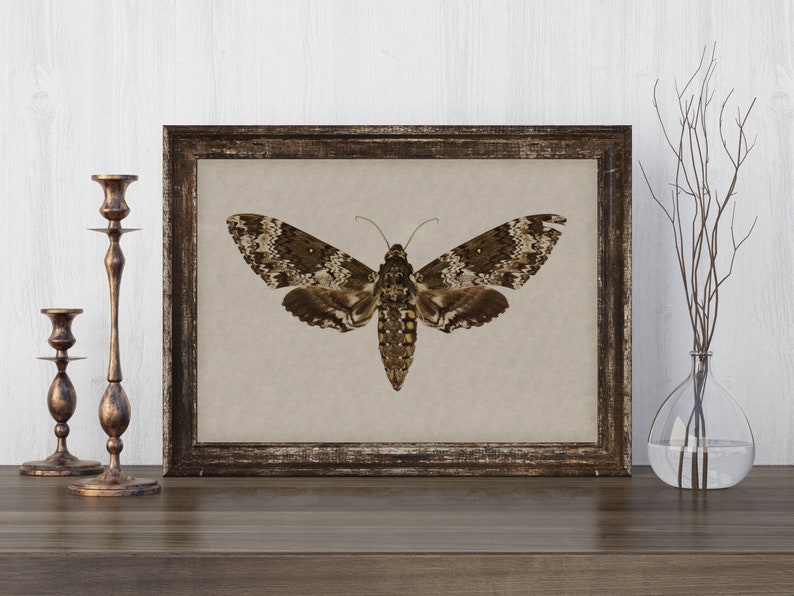 Dark Cottagecore Moth Decor Vintage Dark Academia Wall Art - Etsy