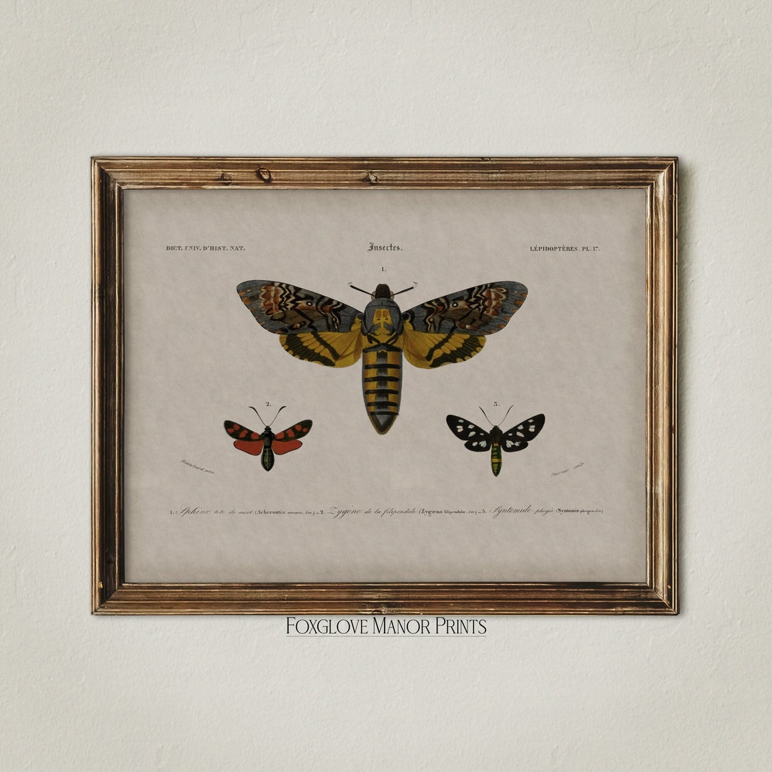 Printable Dark Academia Wall Art | Vintage Moth Illustration | Digital ...