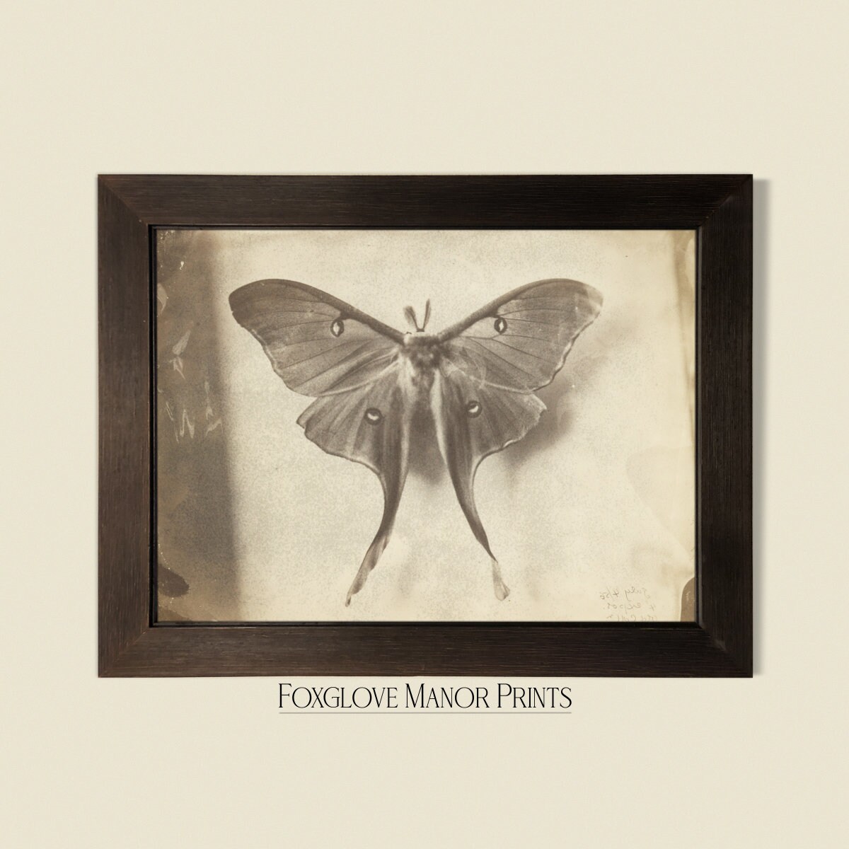 Vintage Luna Moth Wall Art | Digital Printable Download | Dark Academia ...