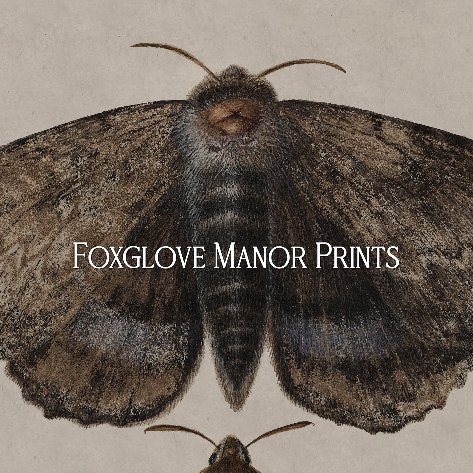 Vintage Moth Wall Art | Digital Printable Download | Dark Academia ...