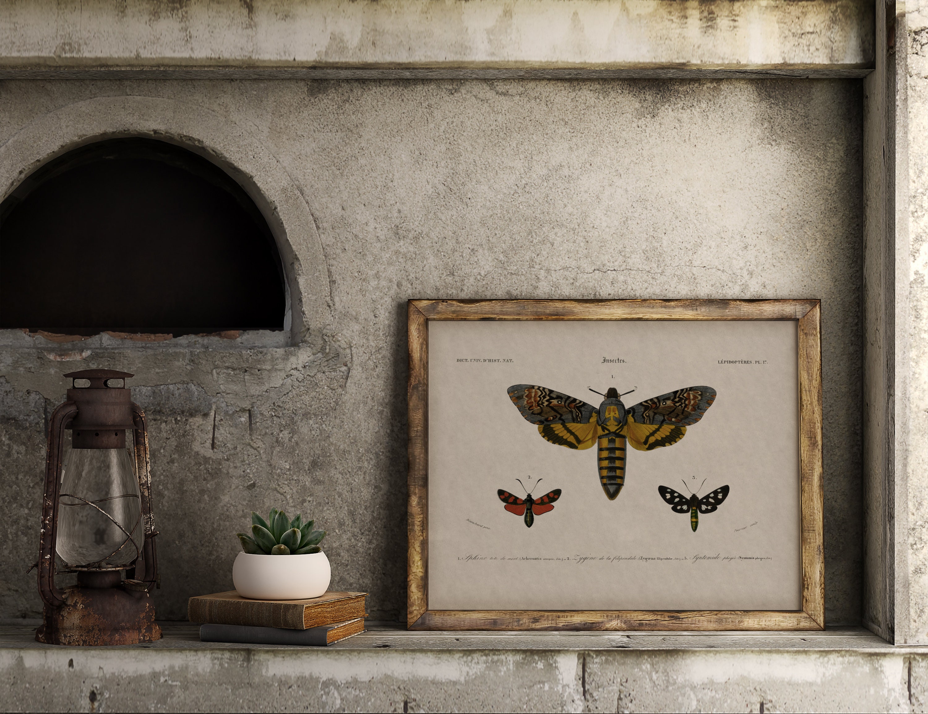 Printable Dark Academia Wall Art | Vintage Moth Illustration | Digital ...
