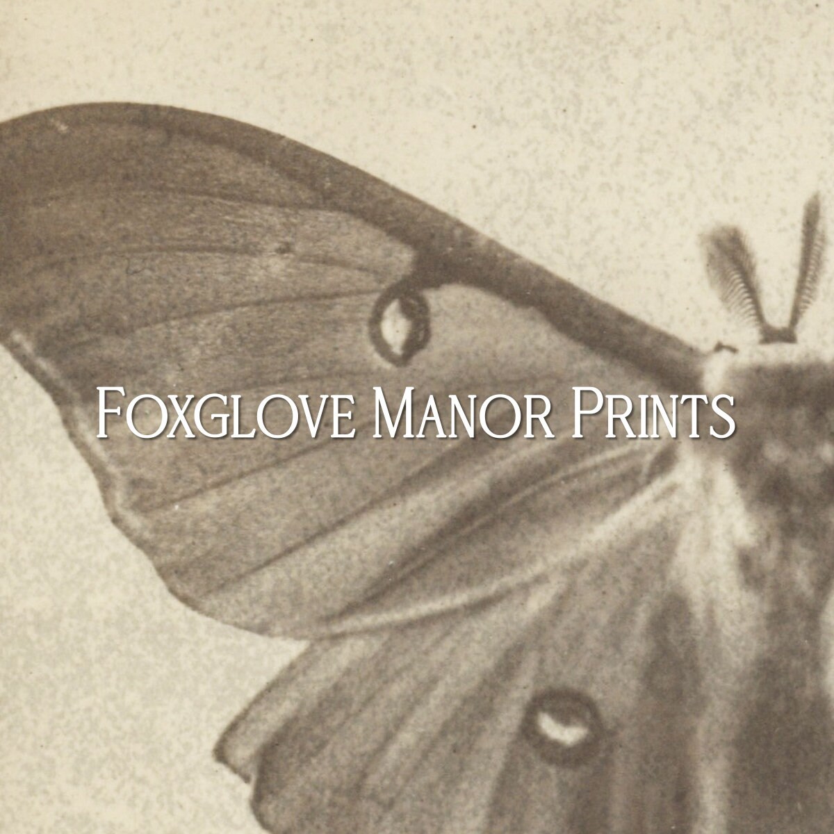 Vintage Luna Moth Wall Art | Digital Printable Download | Dark Academia ...