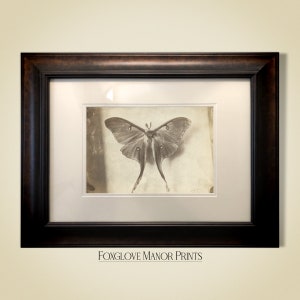 Vintage Luna Moth Wall Art | Digital Printable Download | Dark Academia ...