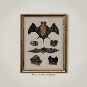 May include: A vintage illustration of a bat with detailed anatomical drawings of its head, wings, and feet. The image is in black, brown, and white and has the text "Foxglove Manor Prints" at the bottom.
