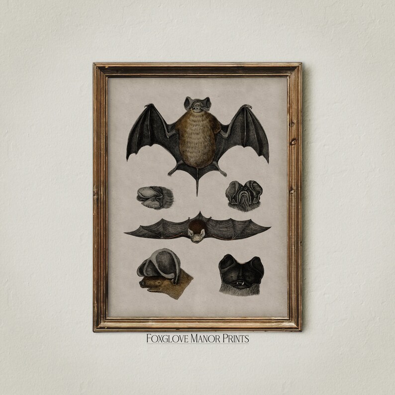 May include: A vintage illustration of a bat with detailed anatomical drawings of its head, wings, and feet. The image is in black, brown, and white and has the text "Foxglove Manor Prints" at the bottom.