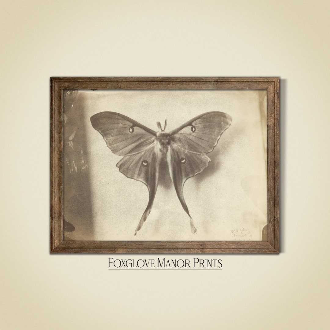 Vintage Luna Moth Wall Art | Digital Printable Download | Dark Academia ...