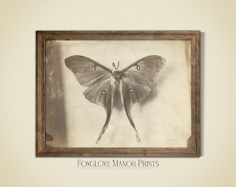 May include: A vintage black and white photograph of a Luna moth, framed in a brown wooden frame. The image is faded and has a vintage aesthetic.