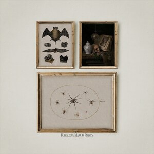 May include: Three framed prints with a vintage aesthetic. The first print features a black bat with a brown body and white wings. The second print shows a still life with a skull, a book, a vase, and a beaded necklace. The third print features a brown spider with a circle of smaller spiders around it. The text "ANXIETY" is written in the upper right corner of the print.