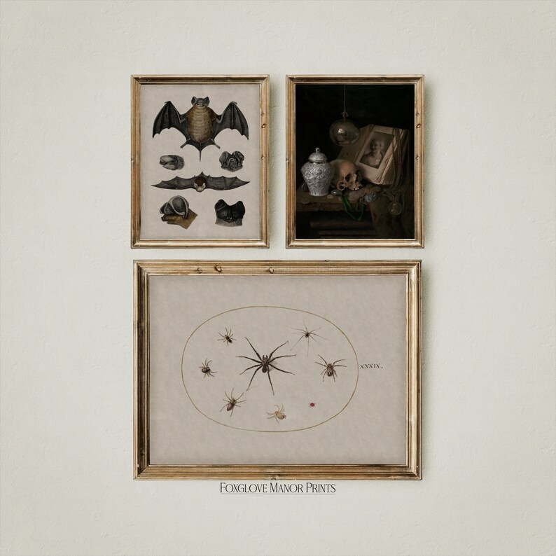 May include: Three framed prints with a vintage aesthetic. The first print features a black bat with a brown body and white wings. The second print shows a still life with a skull, a book, a vase, and a beaded necklace. The third print features a brown spider with a circle of smaller spiders around it. The text "ANXIETY" is written in the upper right corner of the print.