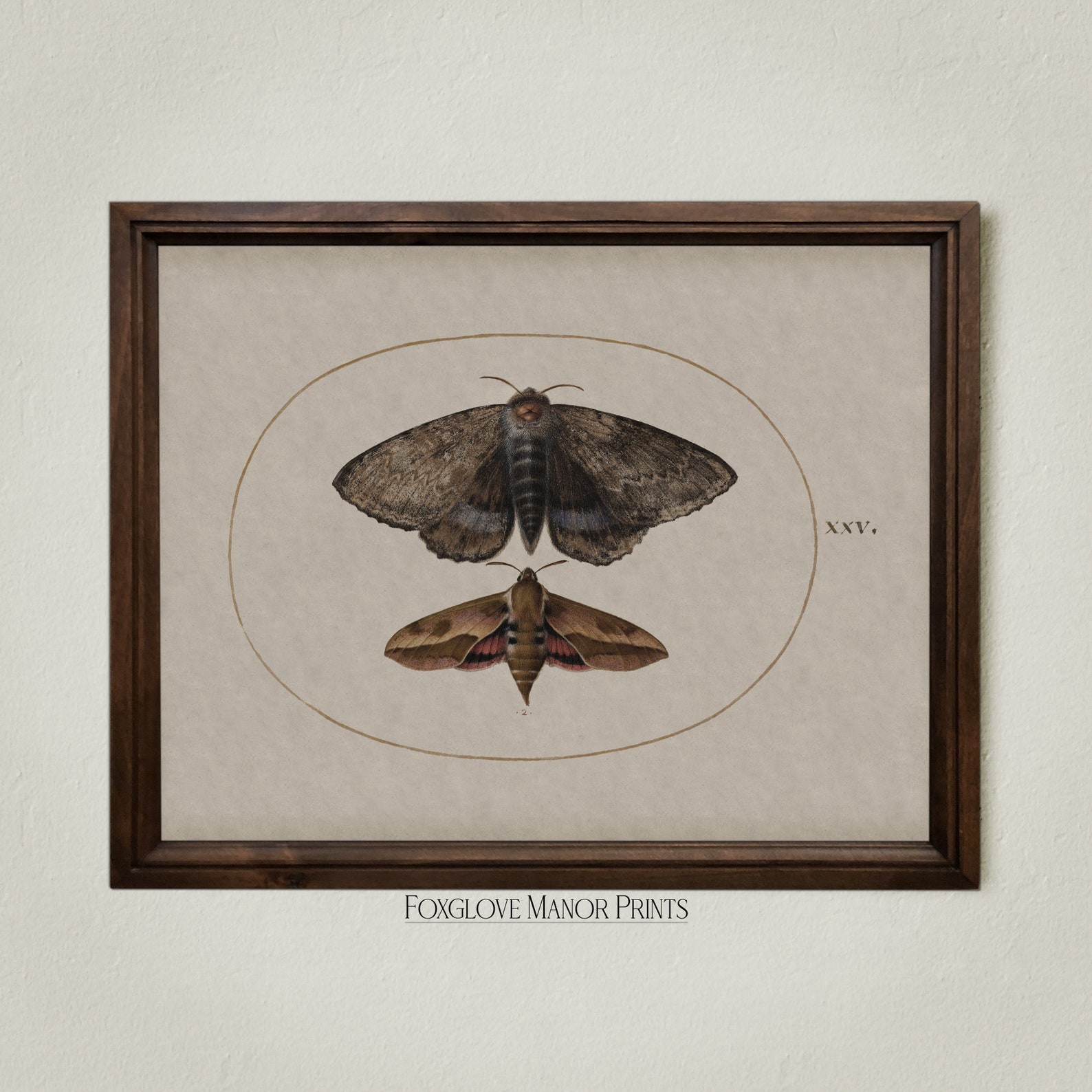 Vintage Moth Wall Art | Digital Printable Download | Dark Academia ...