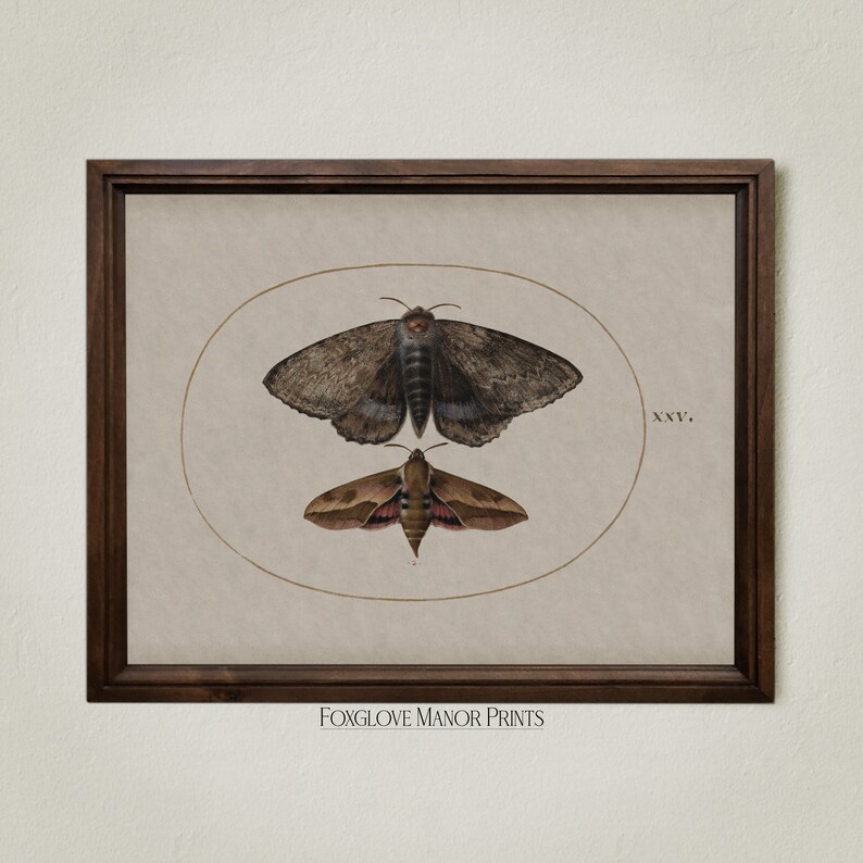 Vintage Moth Wall Art | Digital Printable Download | Dark Academia ...