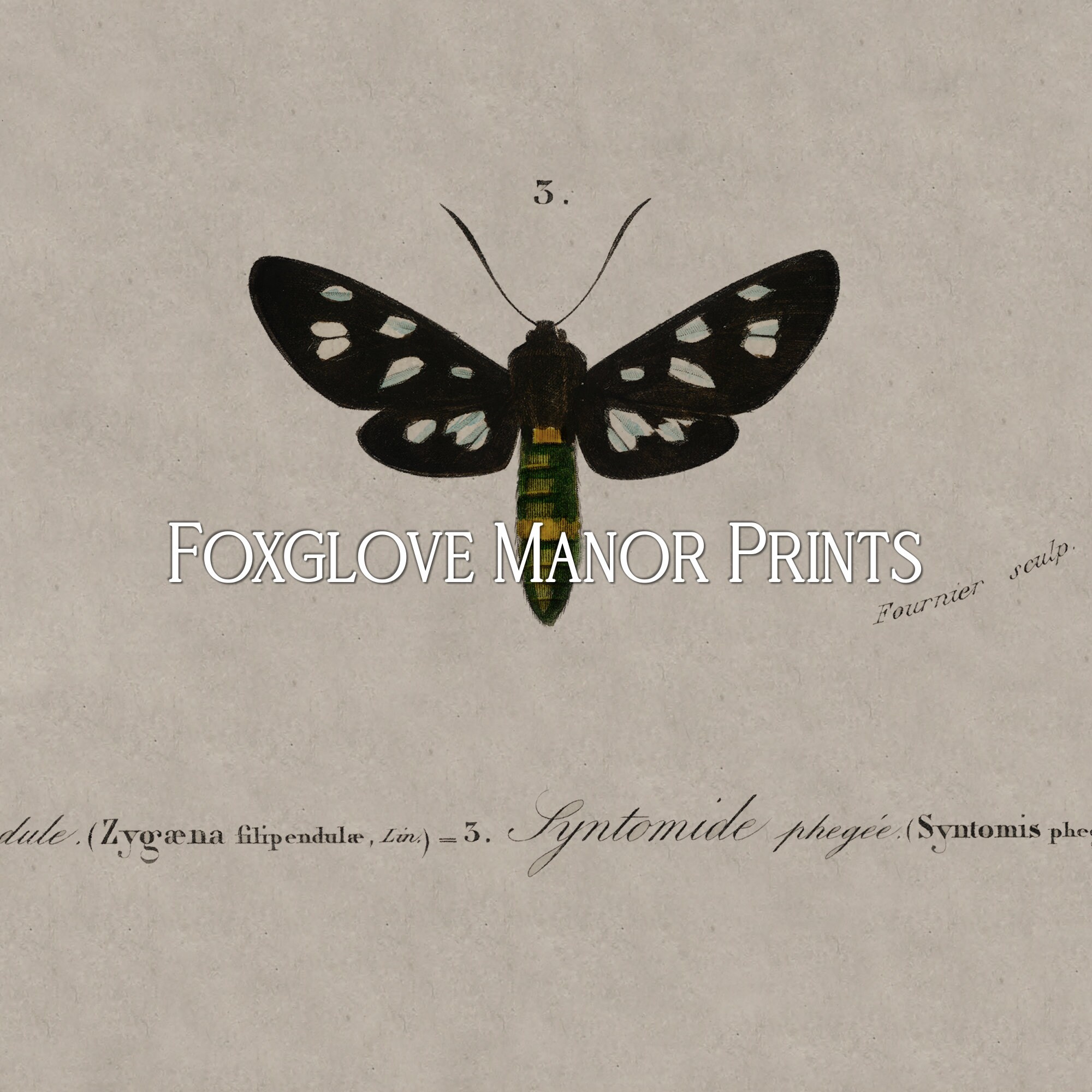 Printable Dark Academia Wall Art | Vintage Moth Illustration | Digital ...