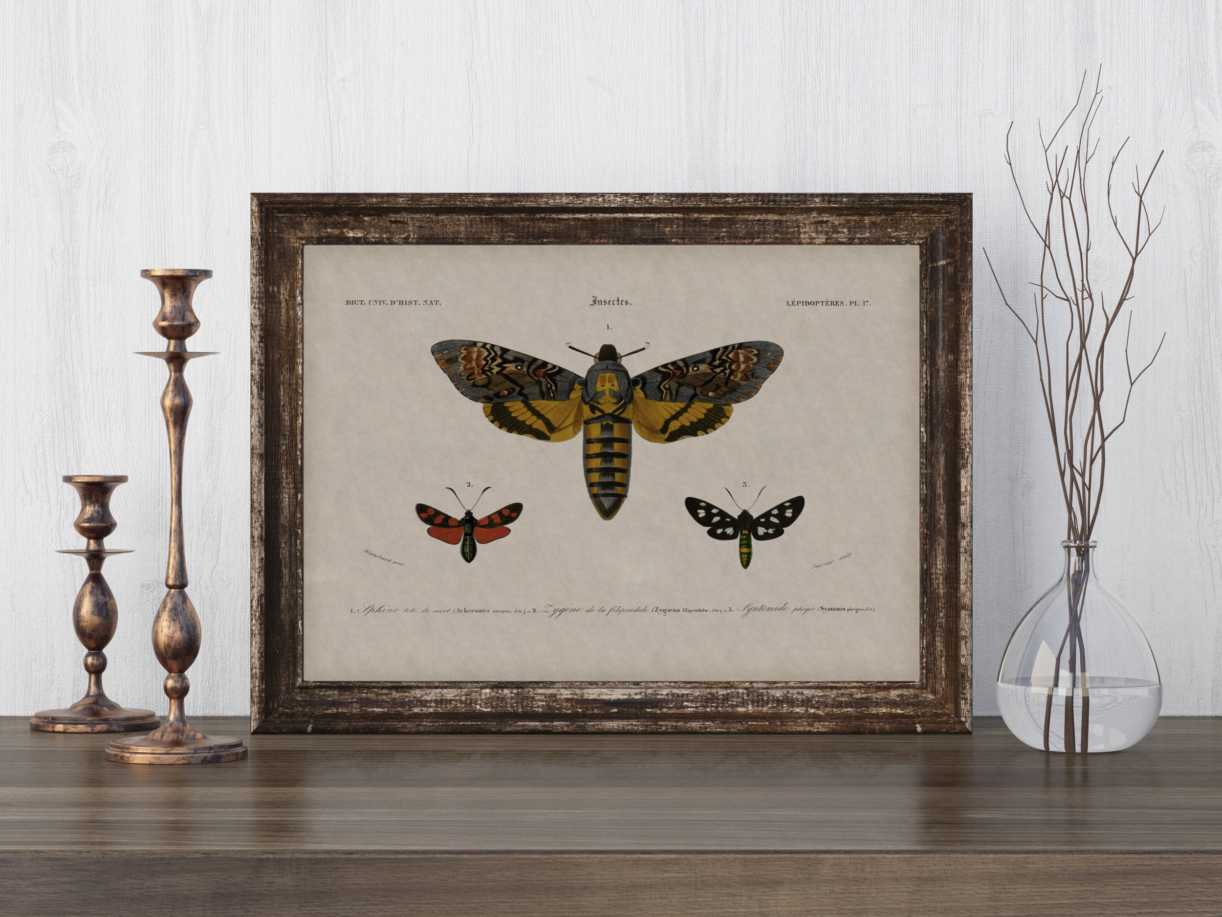 Printable Dark Academia Wall Art | Vintage Moth Illustration | Digital ...
