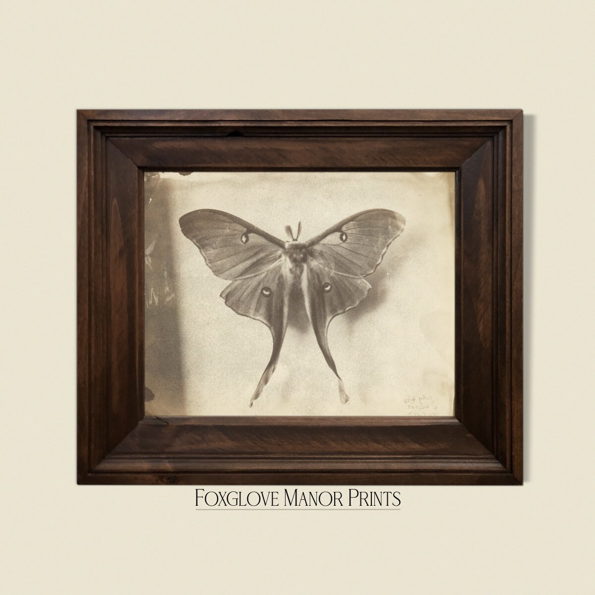 Vintage Luna Moth Wall Art | Digital Printable Download | Dark Academia ...